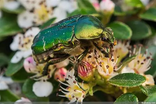 Scarabeo rosa