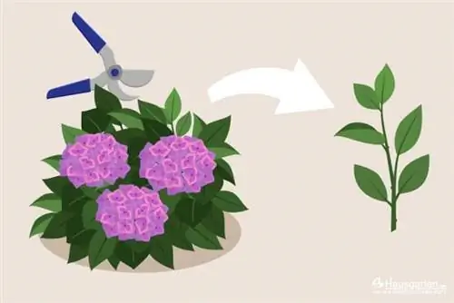 Skaffa sticklingar från hortensia