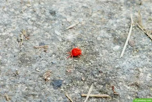 Roztoč zamatový - Trombidium holosericeum