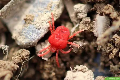 Luchando contra la pequeña araña roja - 7 consejos para jardín & balcón