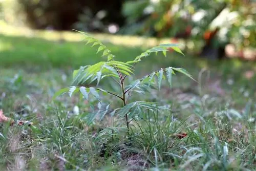 Уксусное дерево - Rhus typhina.