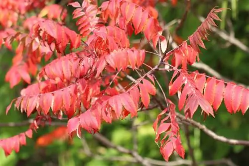 Vinegar tree in autumn