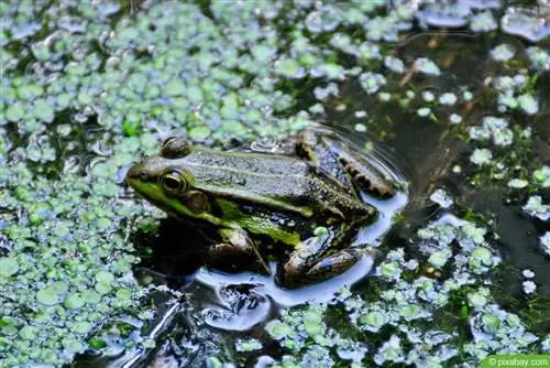 Su yosunu - Elodea densa