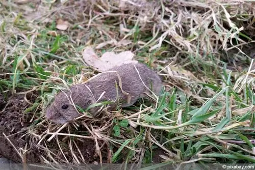 Luchando contra ratones en el jardín - 8 consejos contra los agujeros del ratón