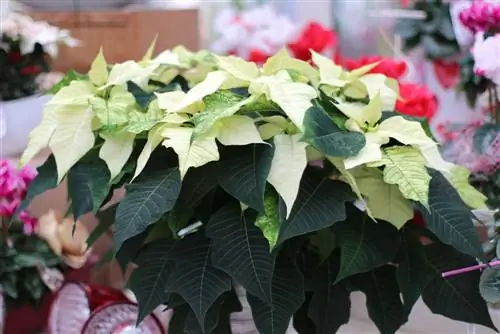 Poinsettia - Euphorbia pulcherrima