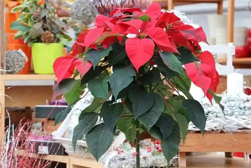 Overwintering poinsettias - Is it hardy?