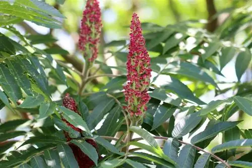 Árbol de vinagre - Rhus typhina