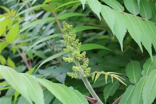 Pohon cuka - Rhus typhina