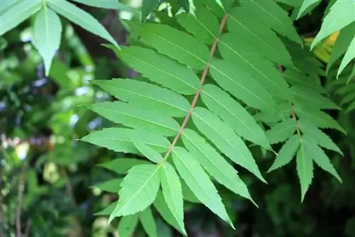 Քացախի ծառ, Rhus typhina - Խնամք Ա - Զ