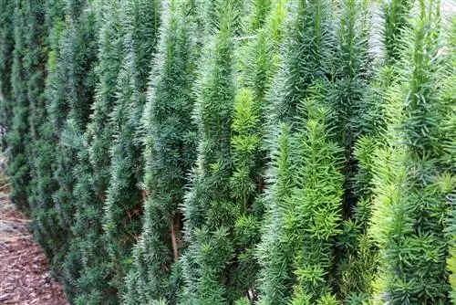 Columnar yew - Taxus baccata fastigiata robusta