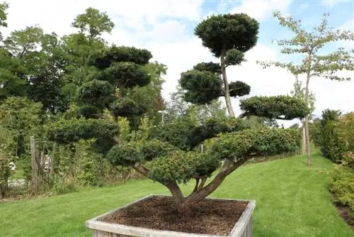 Taxus cuspidata, teixo japonês