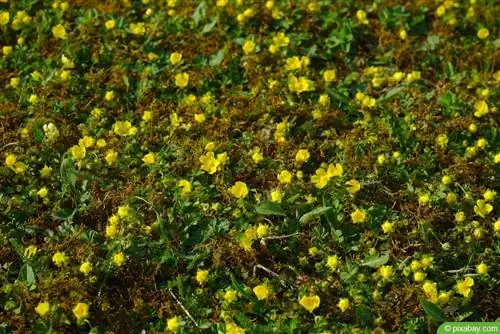 Клубника золотистая (Waldsteinia ternata)