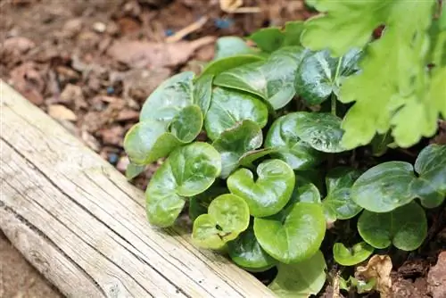 Hazelwortel (Asarum europaeum)