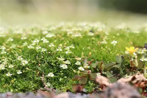 Star moss, awl pearlwort (Sagina subulata)