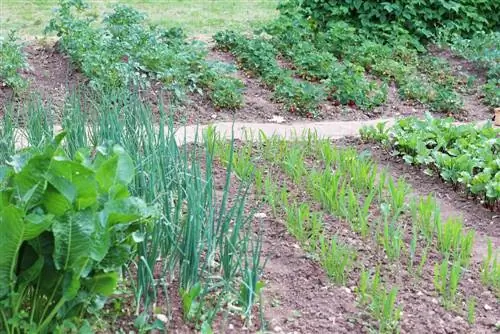 Jardí sense gespa: jardí de la casa rural