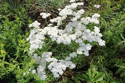 Siankärsämö - Achillea