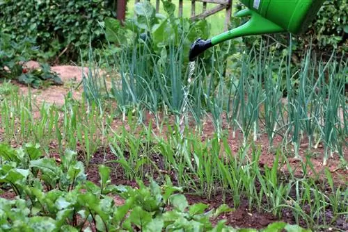 Leeks do not like coffee grounds as fertilizer