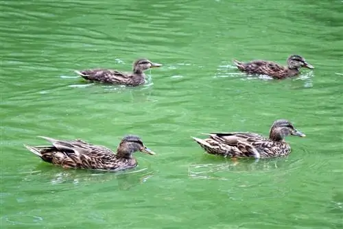 Construye tu propio gallinero para patos - 7 consejos para una casa de patos