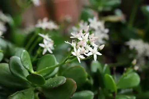 Pinigų medis, Crassula ovata nupjovė & šakas