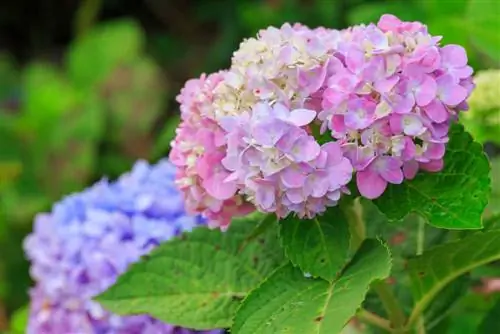 hydrangea berubah warna - merah muda dan biru