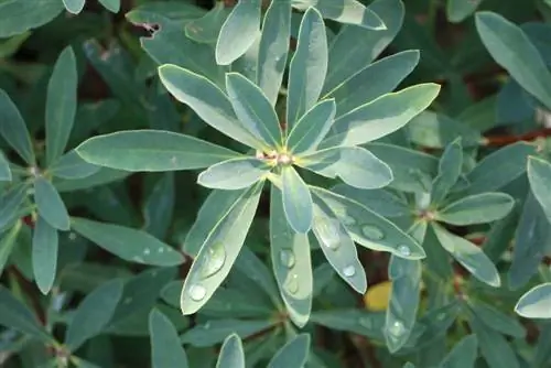 todellinen daphne - Daphne mezereum