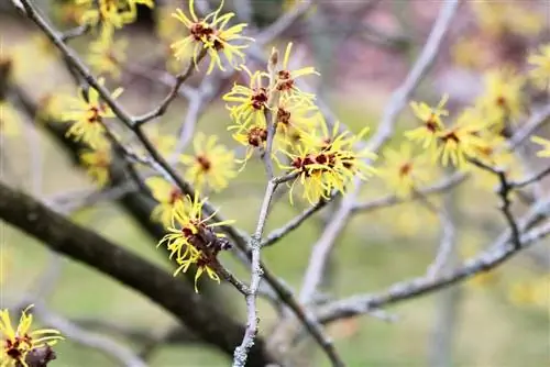 Бакшы фундук - Hamamelis intermedia