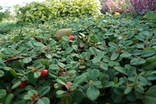 Cotoneaster – skalník