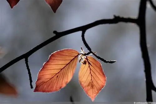 Copper Beech - Purple Beech - Fagus sylvatica f purpurea