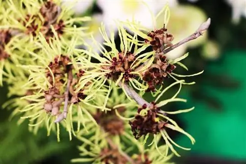 Cadı fındığı - Hamamelis intermedia - tabakalaşma