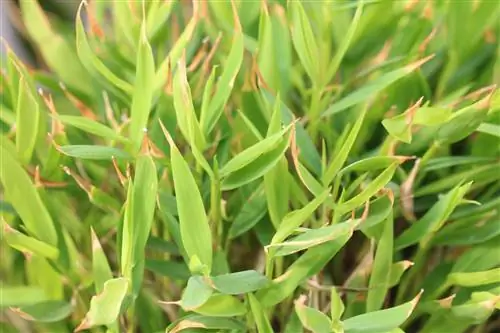 Beltéri bambusz - Pogonatherum panicum