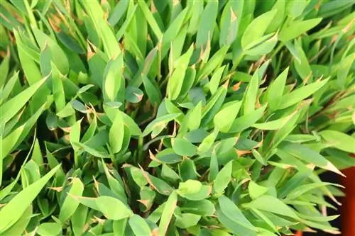 Beltéri bambusz - Pogonatherum panicum