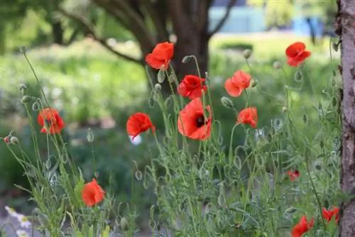 Corn poppy - Papaver rhoeas