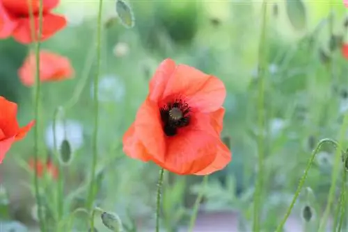 Corn poppy - Papaver rhoeas