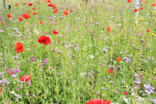 Corn poppy - Papaver rhoeas