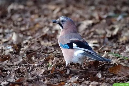 Jay buscando comida