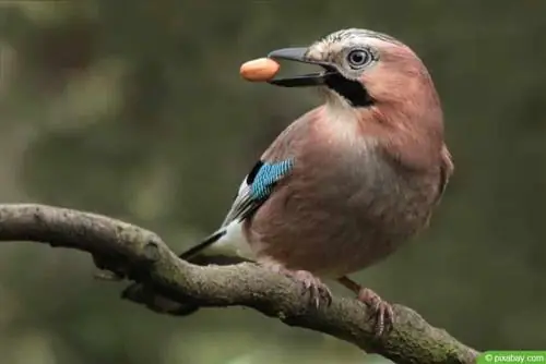 What does the jay eat? 5 information about food & food