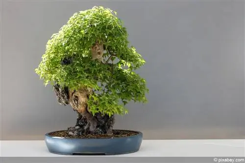 Kukua bonsai kutoka kwa mbegu