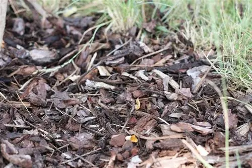 Schorsmulch tegen kattenplagen