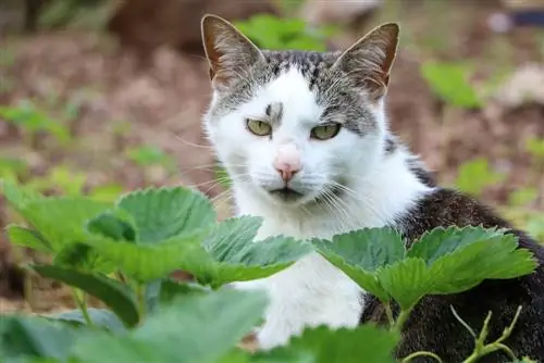 Kedi vebalarına karşı nazik ev ilaçları