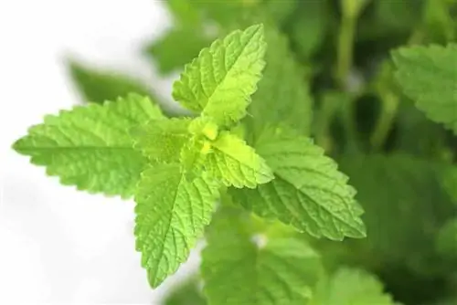 Menta - Mentha