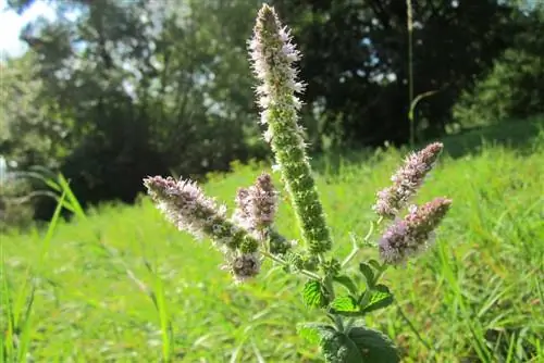 Melisa (Melissa officinalis) çiçek açıyor