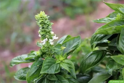 La albahaca esta floreciendo