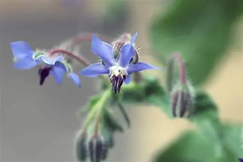 Borage (Borago officinalis) ያብባል