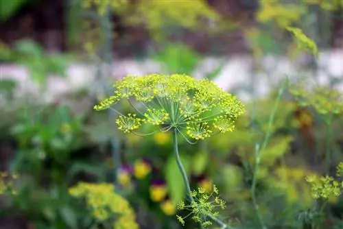 Flores de hierba de pepino eneldo (anethum graveolens)