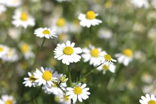 Manzanilla real - Matricaria chamomilla florece