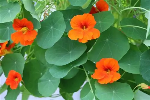 Nasturtium (Tropaeolum majus) çiçekleri