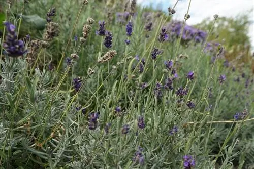 Flores de lavanda (Lavandula angustifolia)