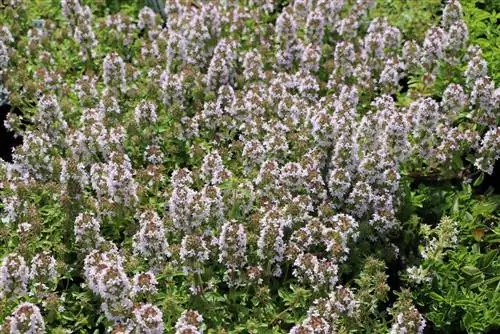 Majorán - Origanum majorana