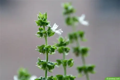 10 Hierbas con flores: ¿cuáles son comestibles con flores?