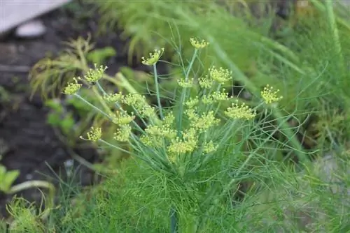 Սամիթի ծաղիկներ - Anethum graveolens